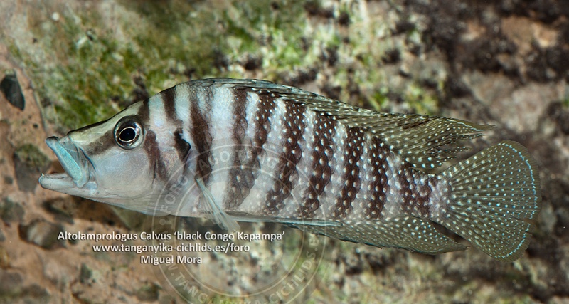 Altolamprologus calvus 'Kapampa'